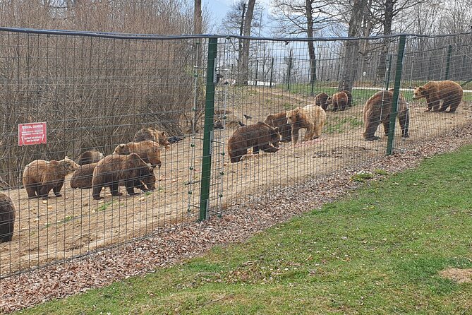 Bears Sanctuary, Draculas Castle, Brasov Day Trip Private Tour From Bucharest - Inclusions and Amenities