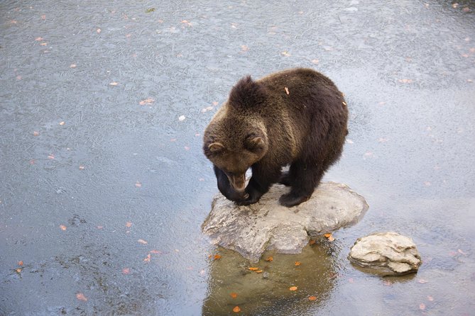 Bearwatching Hiking Day Tour in High Tatras From Poprad - Safety and Accessibility