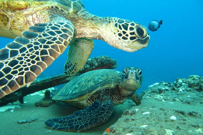 Beginner Scuba Dive in Lahaina (Swimming Ability Required) - Post-Dive Amenities and Support