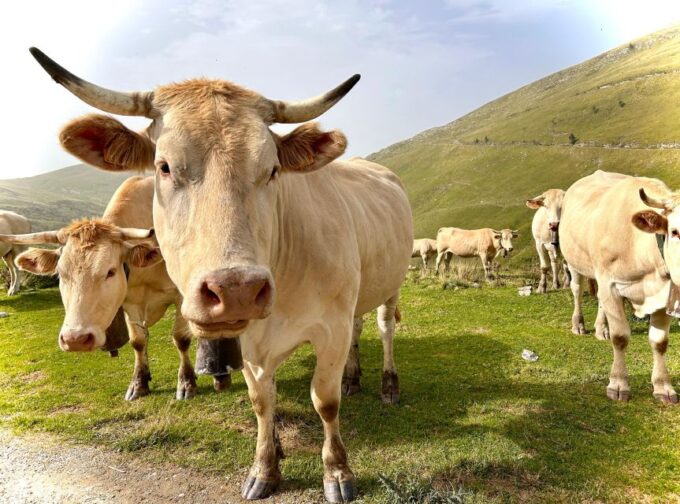 Biarritz: Full-Day Trip Into the Basque Country's Inland - Frequently Asked Questions