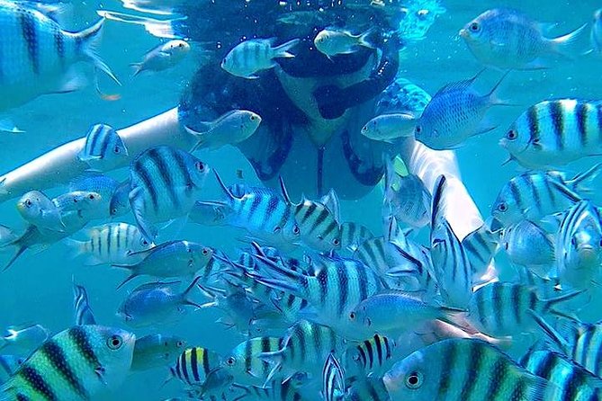 Bintan Snorkeling Tour - Booking Information and Tips