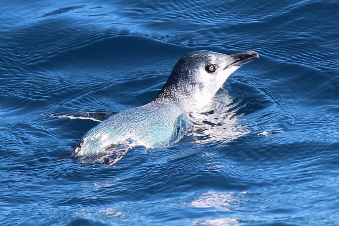 Bird Watching and Dolphin Eco-Tour From Picton - Reviews and Experiences
