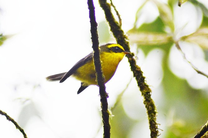 Bird Watching Doi Inthanon - Best Time for Bird Watching