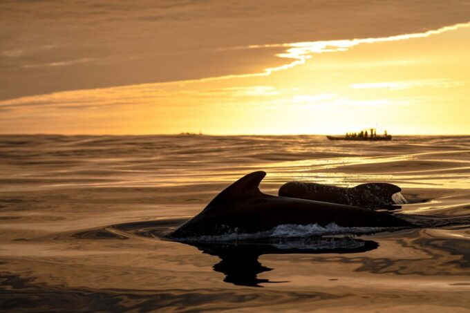 Bleik: Whale Watching by Speedboat With Puffins and Muffins - Booking Information and Prices