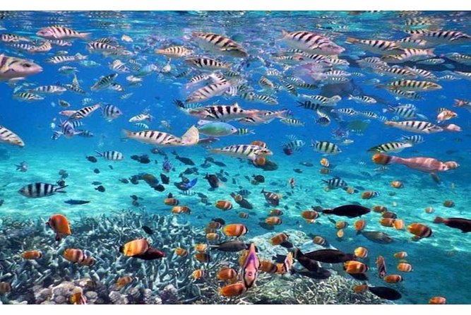 Blue Lagoon Bali Snorkeling Activities All Inclusive - Boat Transportation