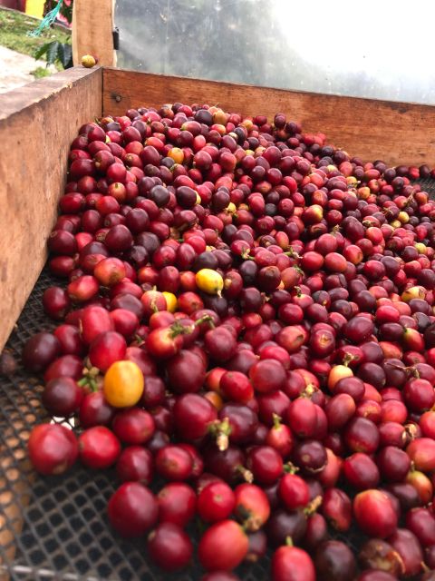 Bogota: Private Coffee Tour in Silvania - Coffee Farm - Booking Information