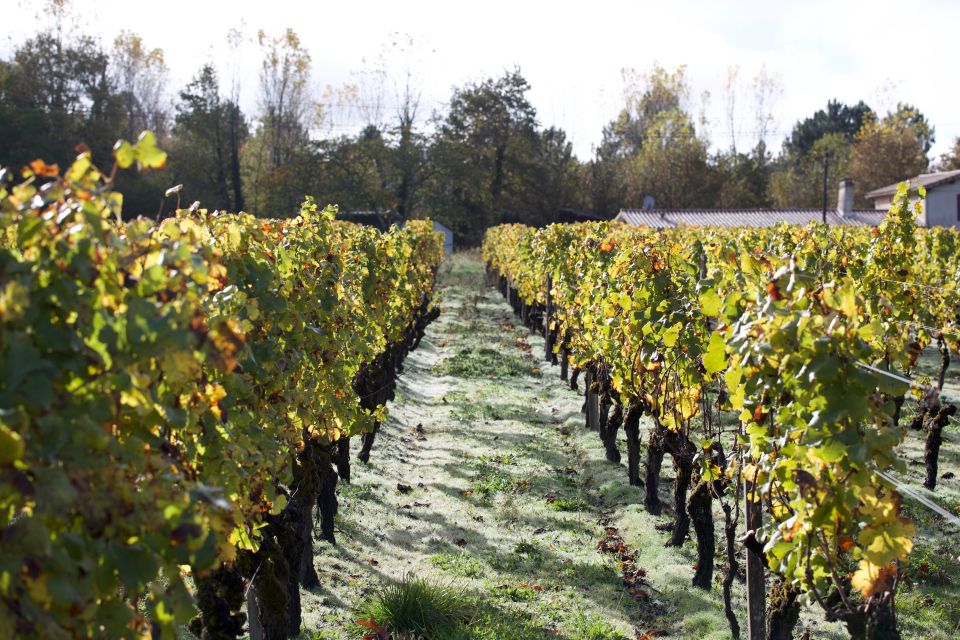 Bordeaux : Full Day Wine Tastings & Lunch - Transportation and Comfort