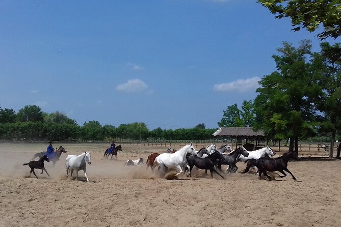 Budapest Puszta Day Trip to Kecskemet Icluding Horse Show & Lunch - What to Expect
