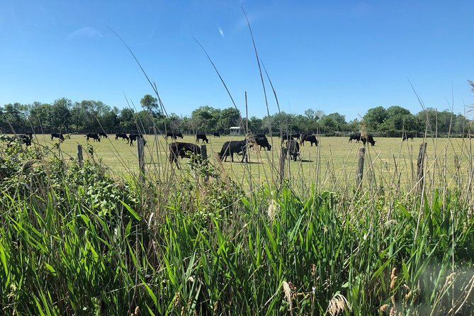 Camargue 4x4 Safari 2 Hours Saintes Maries De La Mer - Confirmation and Booking Process