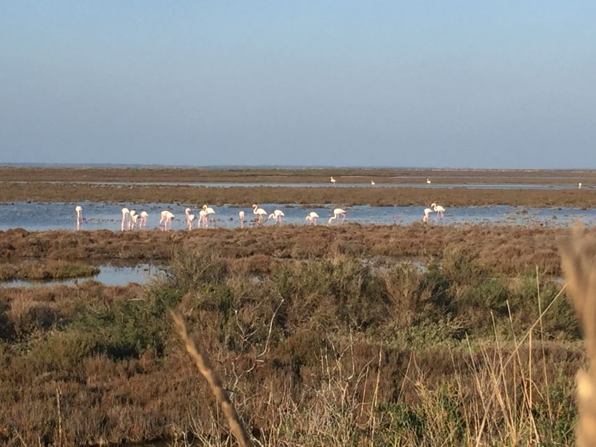 Camargue: Safari From Saintes-Maries-De-La-Mer - Frequently Asked Questions