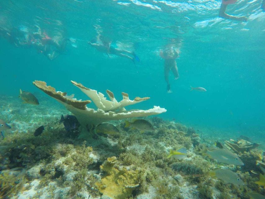 Cancun: 3-Hour Snorkel at Sunken Ship & Coral Reef - Pickup and Transportation