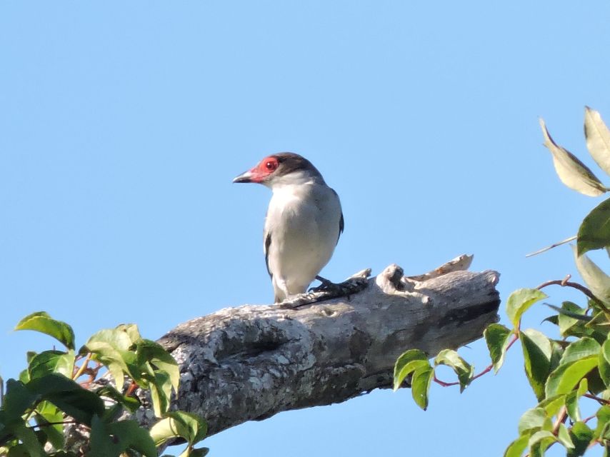 Cancun: Private Birdwatching Tour - Wildlife Sightings