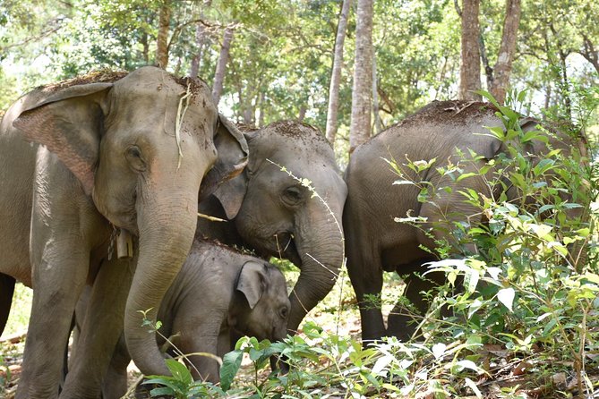 Care Pride Elephants: Full-Day Tour Experience - Cancellation Policy