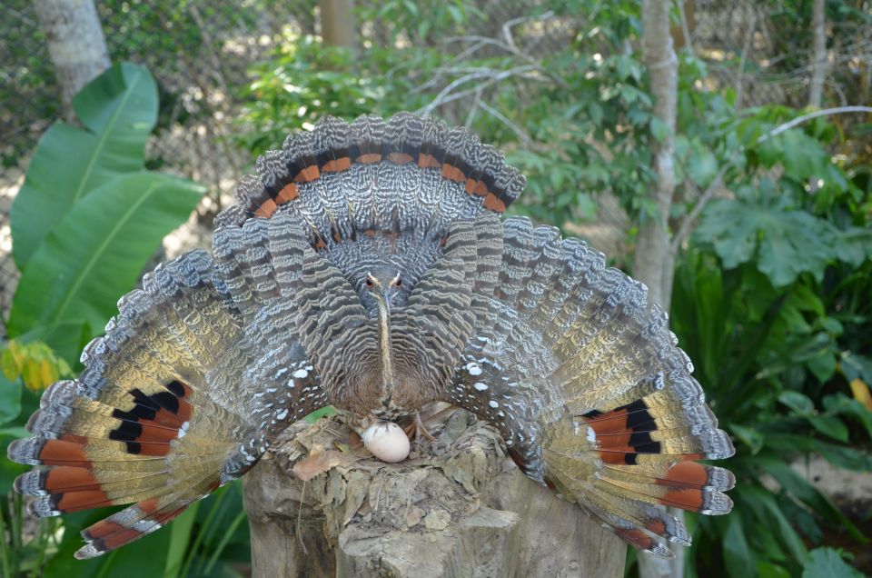 Cartagena: National Aviary of Colombia Entrance Tickets - Accessibility Features