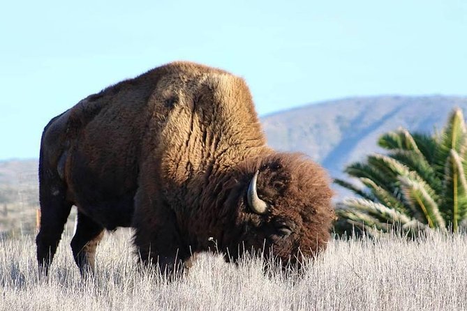 Catalina Island Bison Expedition - Booking and Departure Information