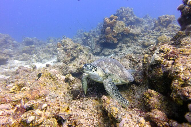 Certified Scuba Diving in Curacao - Accessibility and Transportation