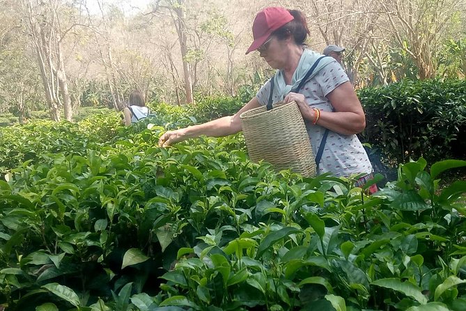 Chiang Mai Private Tour With Tea Plantation, Karen Village, Doi Suthep - Highlights of the Experience