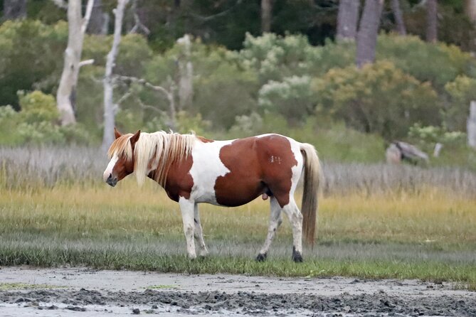 Chincoteagues Up The Bay Pony and Wildlife Tour by Boat - Booking Process