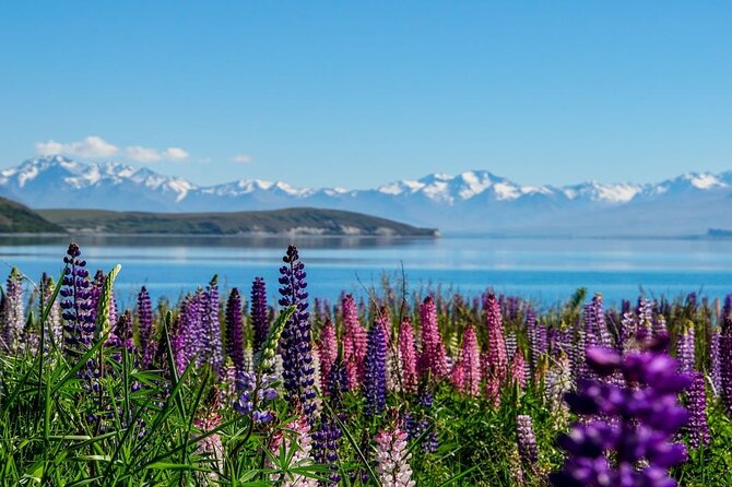 Christchurch to Mt Cook via Lake Tekapo Half-Day Tour (One-Way) - Pricing and Booking Options