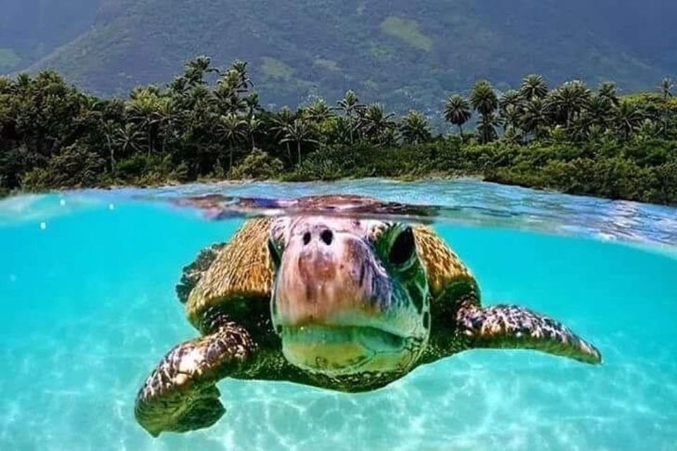 Circle Island: Swim With Turtles And Explore Paradise Oahu - Turtle Sightings