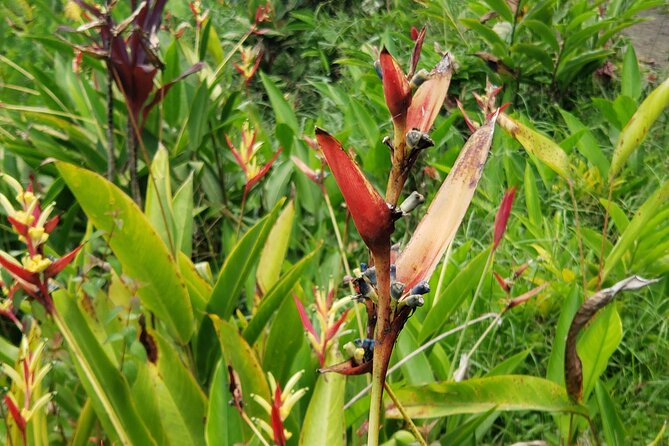City Tour With Botanical Gardens, Trafalgar Falls & Morne Bruce - Cancellation Policy