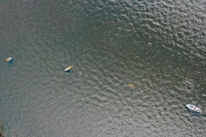 Clear Kayak Tour of Tarpon Springs | Manatee Season - Health and Safety Guidelines
