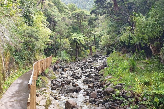 Coast and Rainforest Eco-Tour From Auckland With Lunch - Best Time to Visit