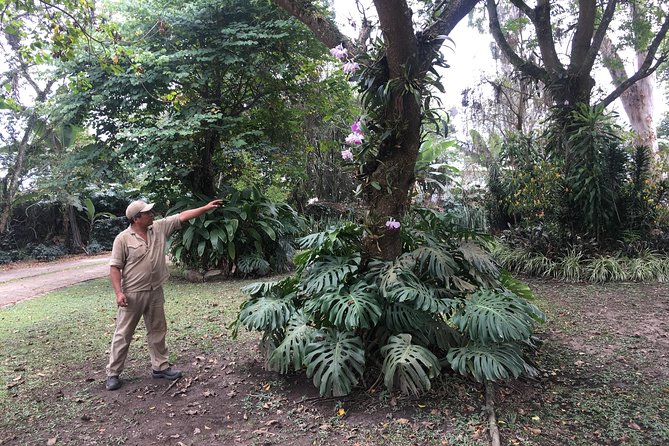 Coffee Farm Hacienda La Coloma Private Tour With Optional Lunch - Optional Lunch Details