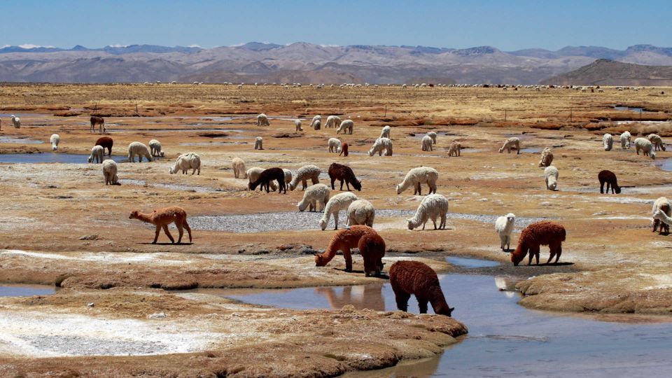 Colca Canyon: 2-Day Tour From Arequipa to Puno - Customer Feedback and Ratings