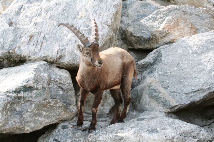 Combi Entrance Ticket to Alpine Zoo and Hungerburg - Frequently Asked Questions