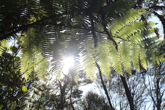 Coromandel Coastal Walkway: Full-Day Hike and Bike Tour - Tips for a Successful Experience