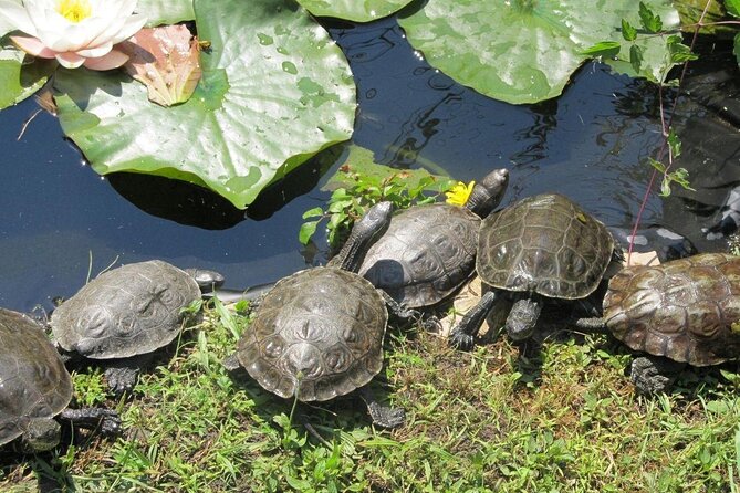 Corsica A Cupulatta Turtle Park Skip the Line Admission Ticket - Cancellation Policy