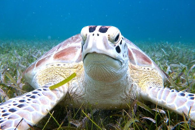 Culebra Island Snorkel and Turtle Adventure With Ferry Transport - Prepare for the Adventure