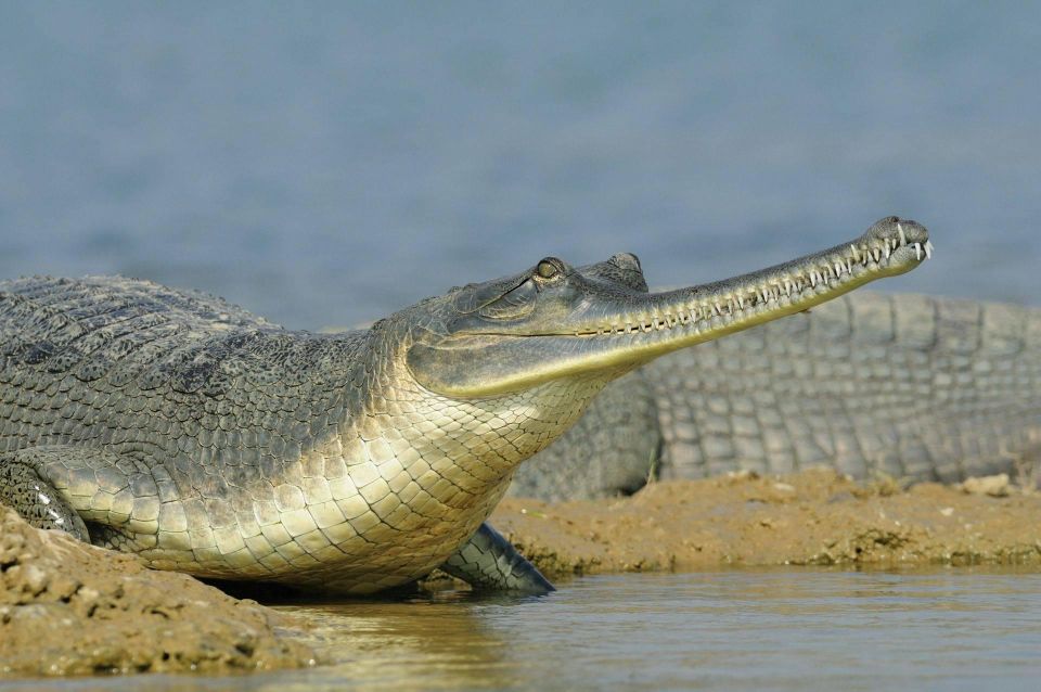 Day Excursion From Agra (Chambal Boat Safari) - Tips for the Excursion