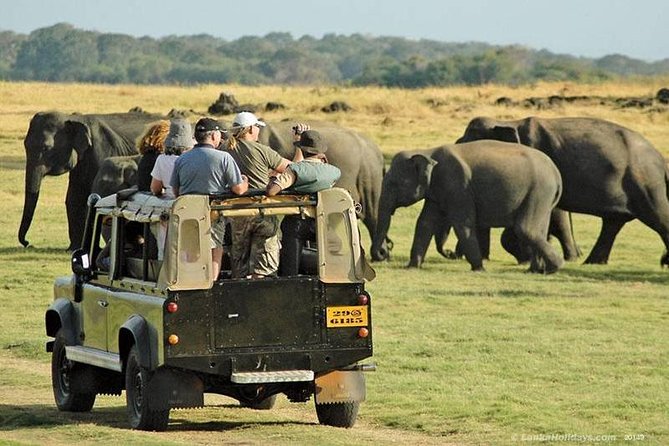 Day Tour From Colombo to Sigiriya, Pidurangala Rock & National Park Safari - Minneriya National Park Safari