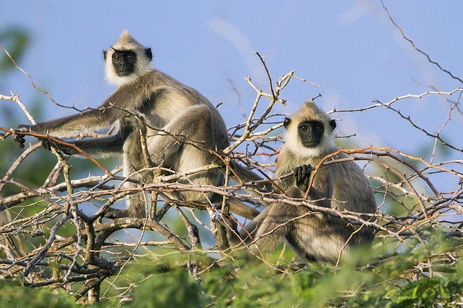 Day Tour to Wilpattu National Park From Colombo - Customer Reviews and Feedback