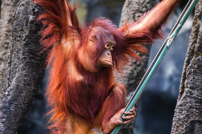 Day Trip Sepilok Orang Utan & Labuk Bay Proboscis Monkey - Wildlife Conservation Focus
