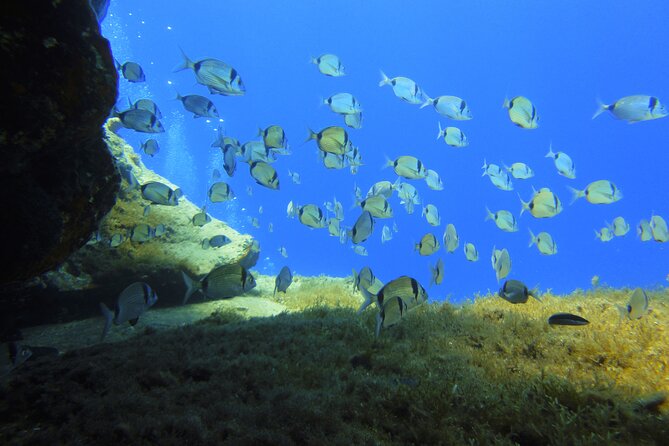 Discover Scuba Diving Adventure in Mykonos - Notable Instructors