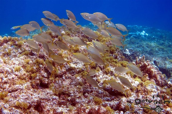 Discover Scuba Diving in Lanzarote (Costa Teguise) - Pickup and Meeting Point