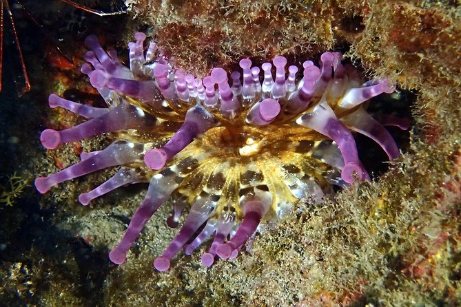 Discover Scuba Diving - Try It for the First Time! - Cancellation and Refund Information