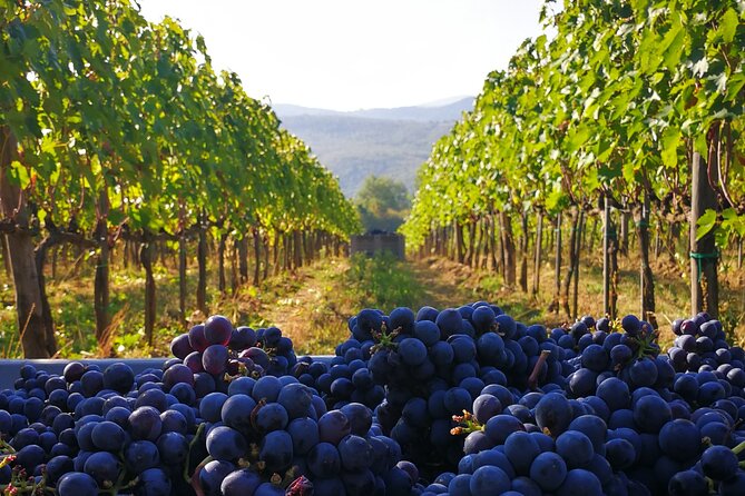 Discover Sustainable Wines in a Guided Tour and Tasting - Booking and Confirmation Details