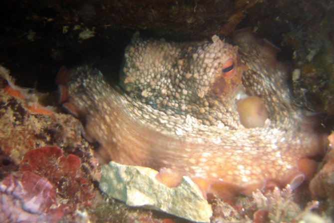 Diving Day Tour With 2 Dives - What to Expect on the Dives