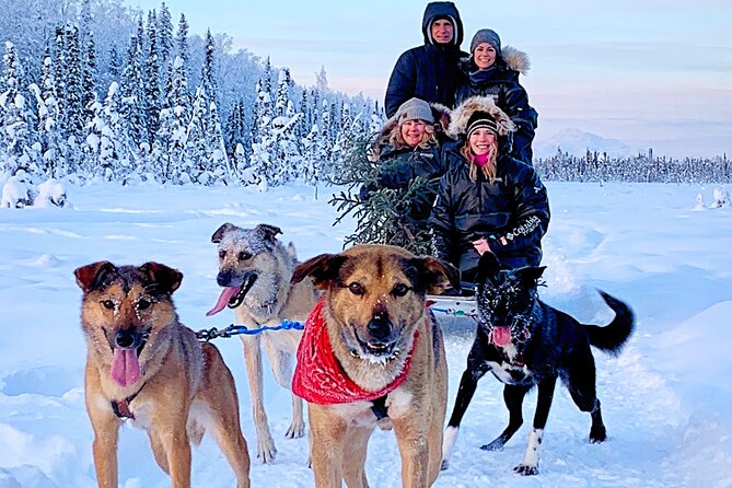 Dog Sledding Adventure in Willow, Alaska - Unique Aspects of the Experience