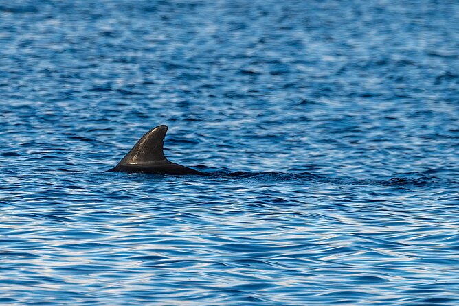 Dolphin and Nature Sunset Cruise From Orange Beach - Tips for Enjoyment