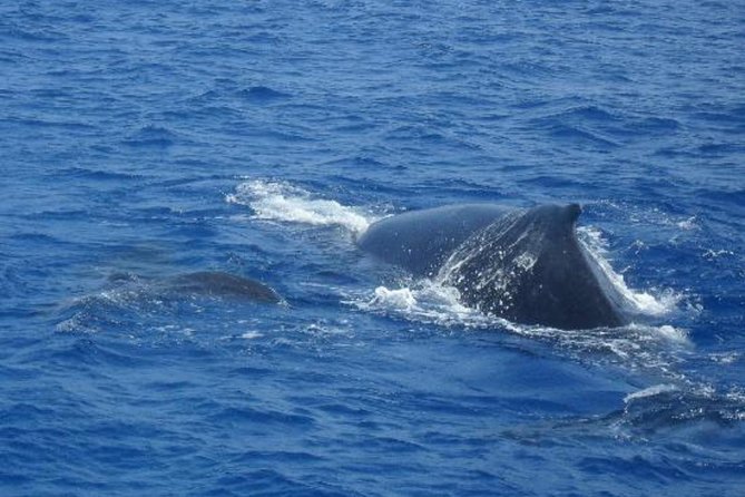 Dolphin and Whales Watching Cruise From Puerto Rico De Gran Canaria - Accessibility and Additional Considerations