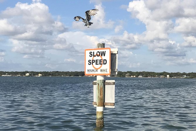 Dolphin Shelling Snorkeling Cruise in Tampa - Pricing and Booking Options