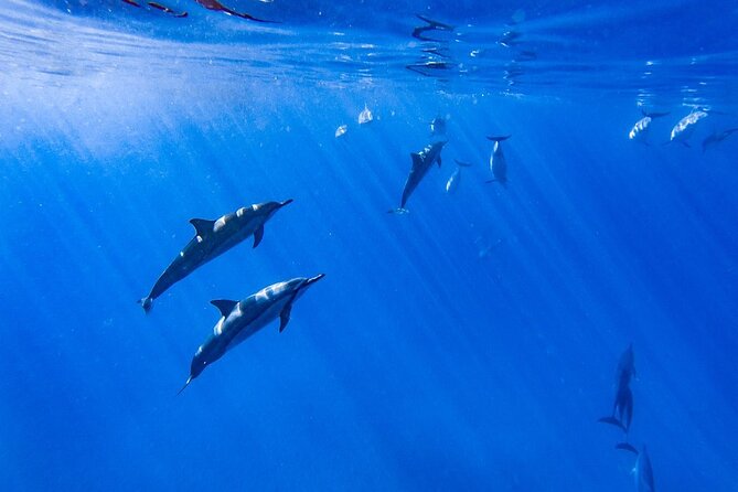 Dolphin Watch & Snorkel Captain Cook Monument Big Island Kailua-Kona Hawaii - Cancellation Policies