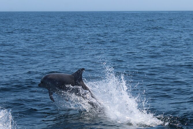 Dolphin Watching Along the Algarve Coast - Booking Your Experience