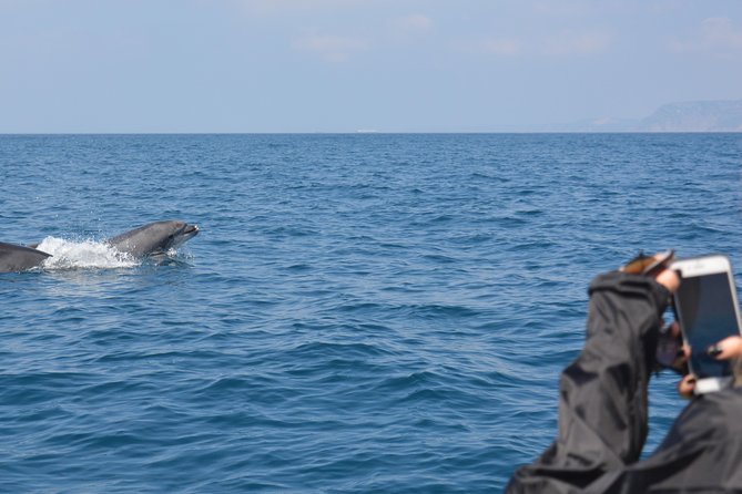 Dolphin Watching and Boat Tour in Sesimbra - Meeting Point and Pickup