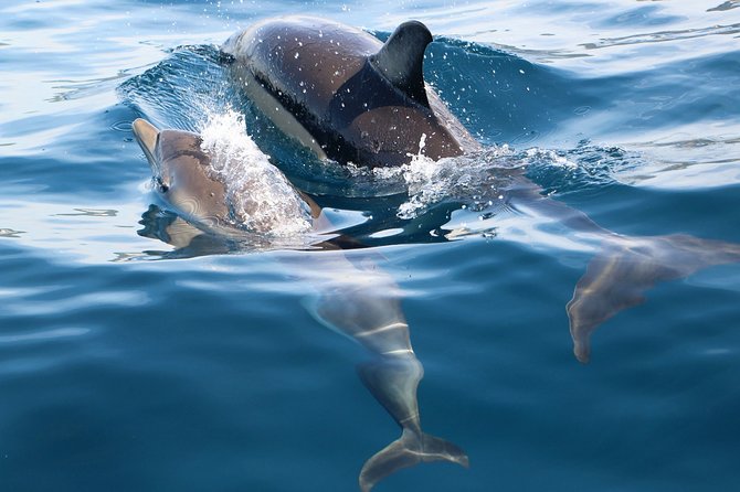 Dolphin Watching at the Arrabida (Lisbon Region) - Booking and Cancellation Policies